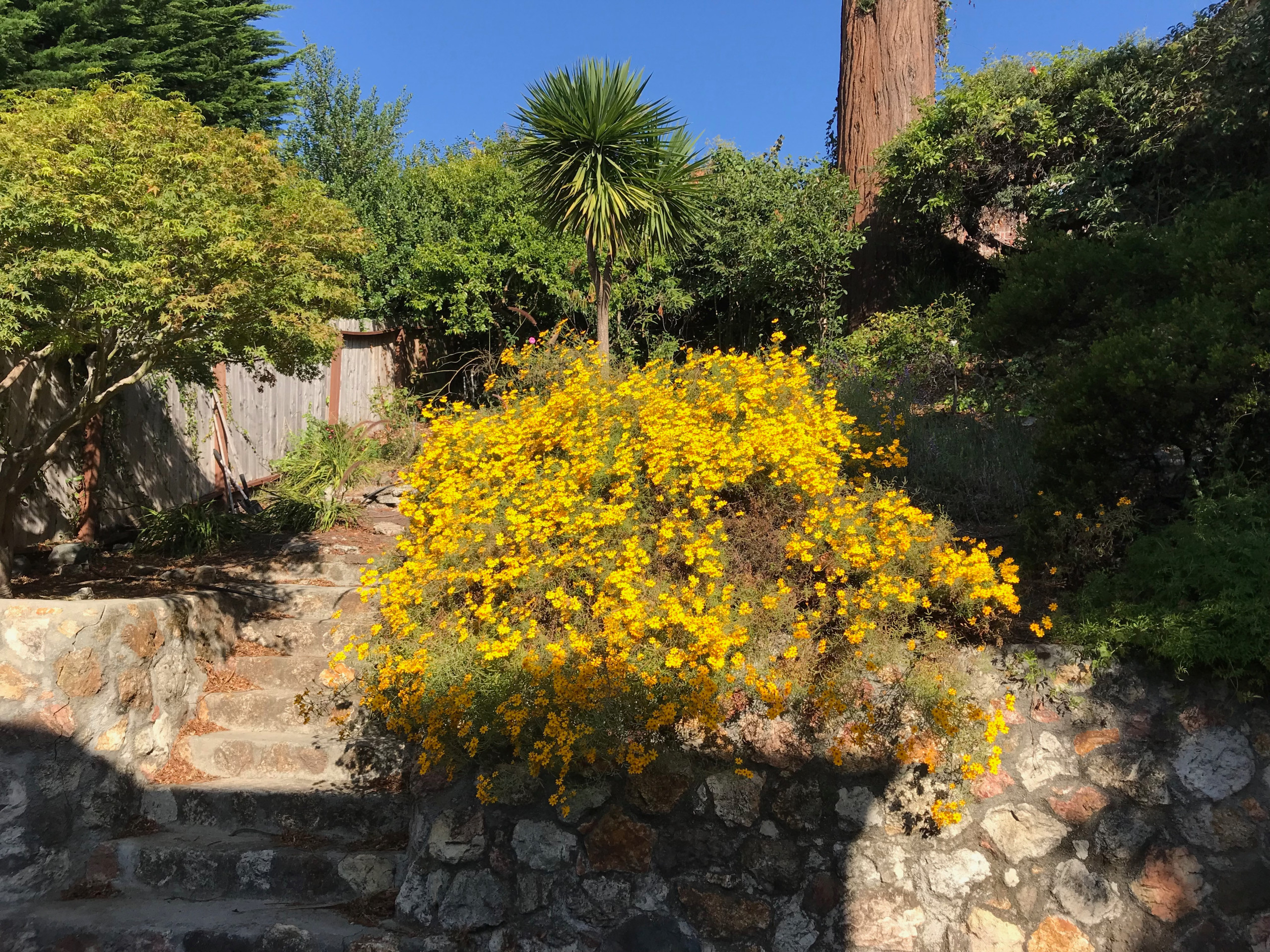 Before: Overgrown Hillside at Base