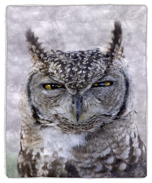Sherpa Fleece Throw Blanket, Owl Print Pattern, by Lavish Home