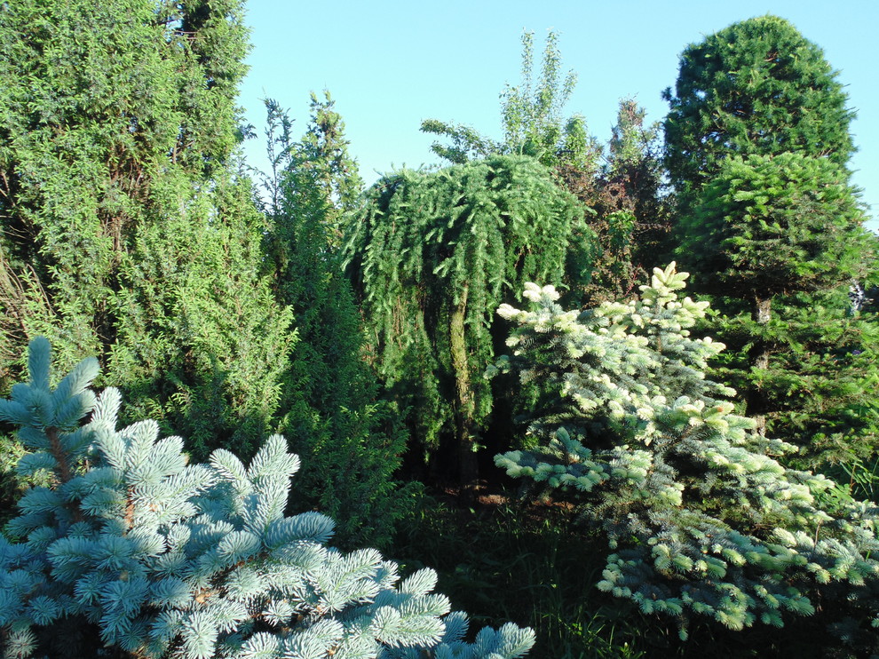 Наш собственный сад