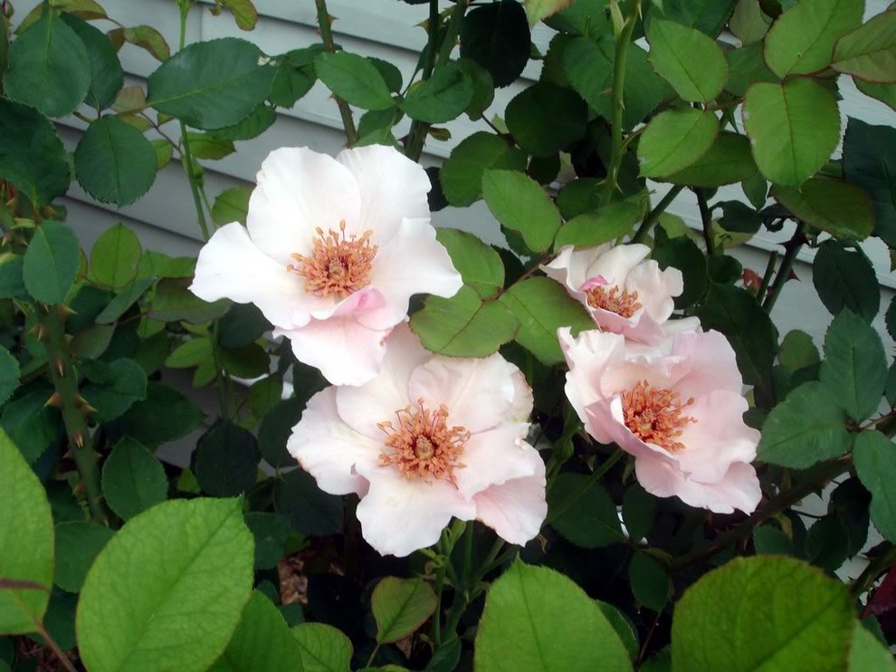 My best roses this spring