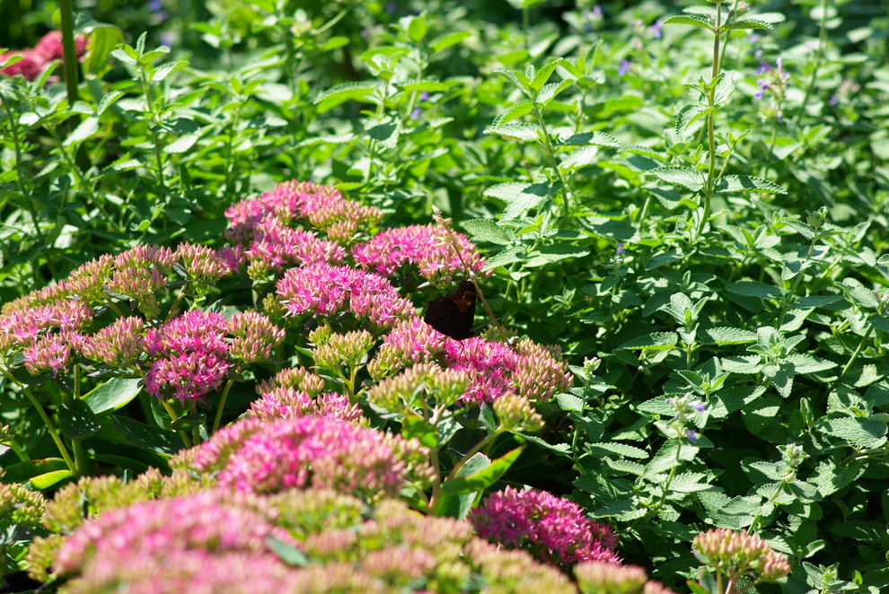 Яндекс.Такси