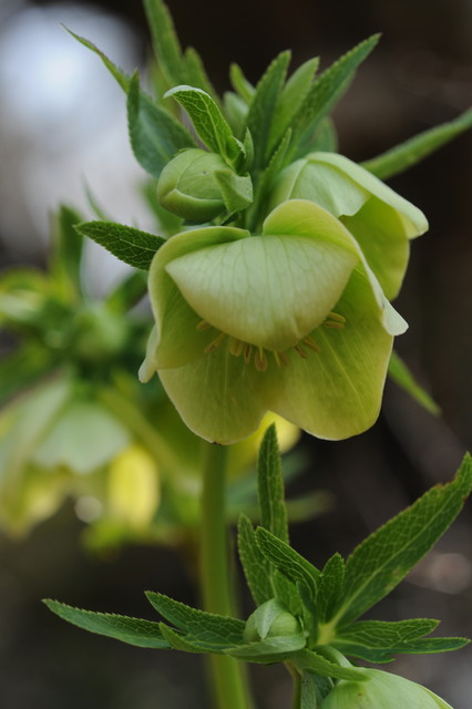 Green Hellebore rustik