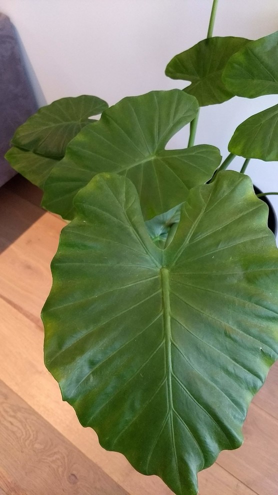Elephant Ear plant slowly yellowing and dying | Houzz Forum