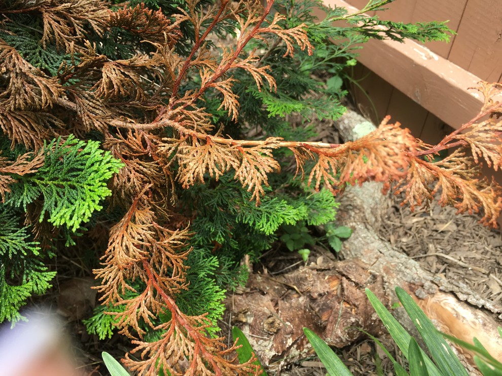 Hinoki cypress dying?