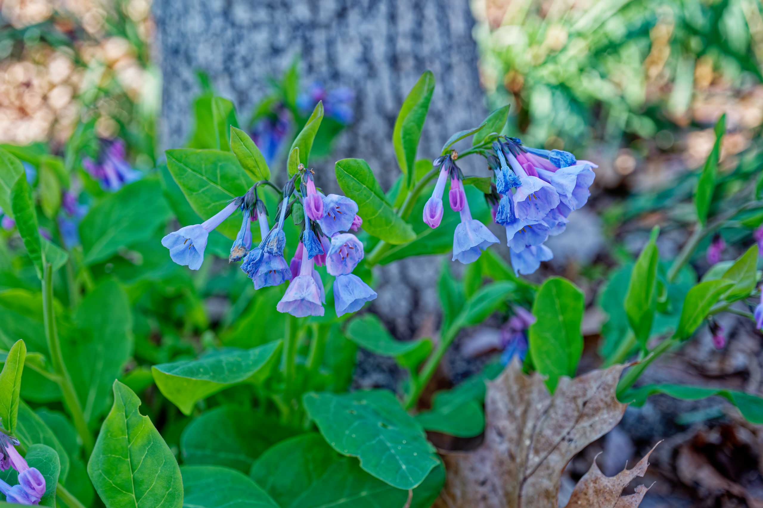 Favorite Plants