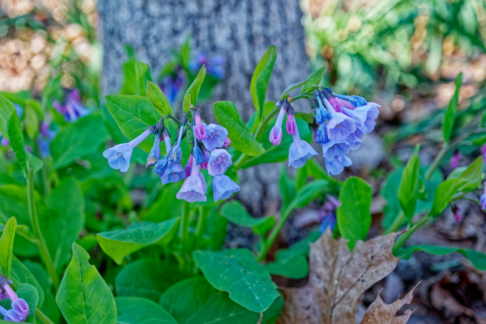 Favorite Plants