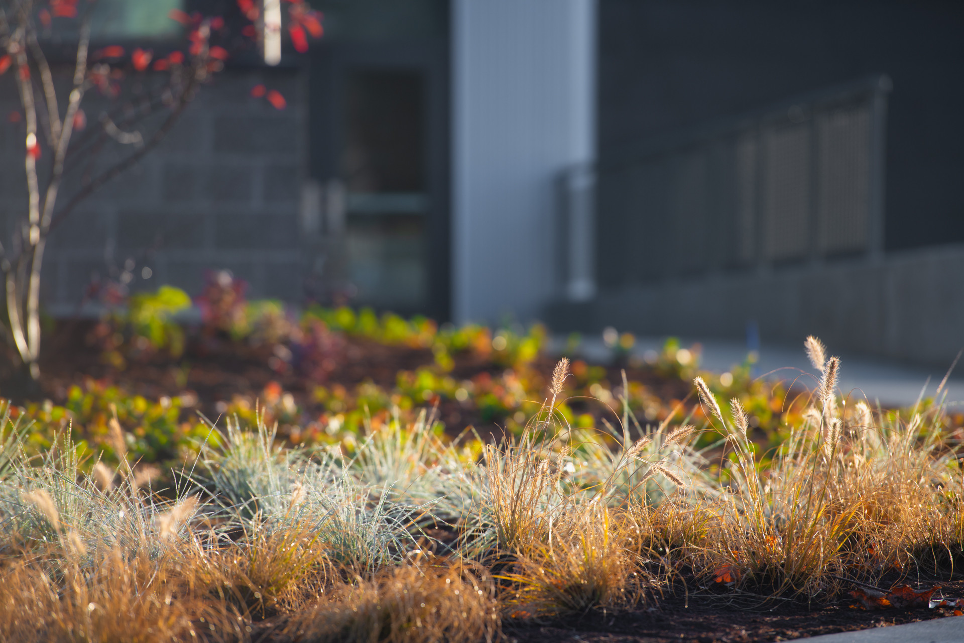 Enjoy your backyard even in the winter | by ProScapes