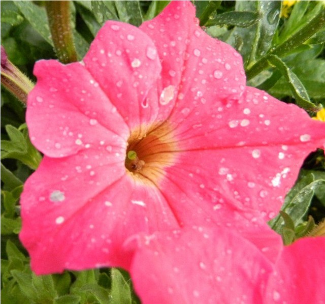 White spots on Pink petunias