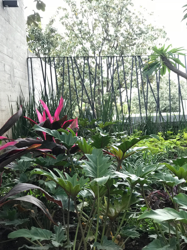 Geometrischer, Mittelgroßer Stilmix Garten im Sommer, hinter dem Haus mit Gehweg, direkter Sonneneinstrahlung, Betonboden und Metallzaun in Mexiko Stadt