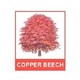 Copper Beech Design