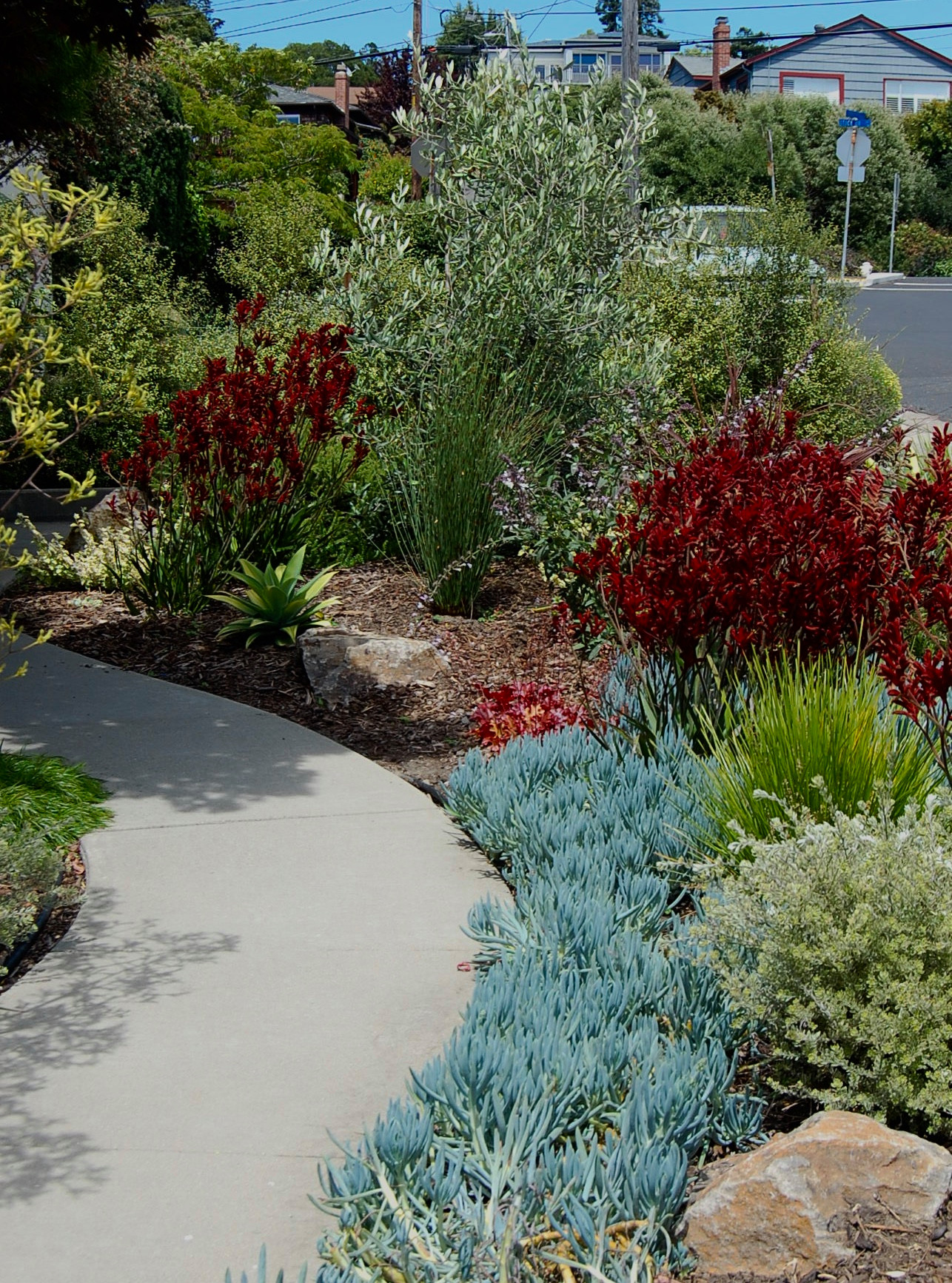 Succulent Front Yard Ideas - Photos & Ideas | Houzz