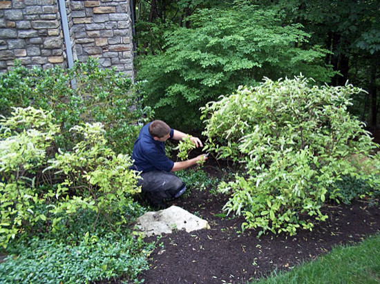 Gardeners Assistant removing deadwoods on Clethra at Peter Atkins and Associates