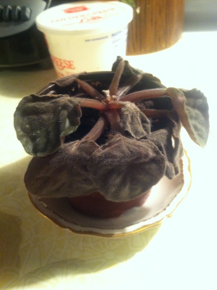 Wilting Fast African Violet