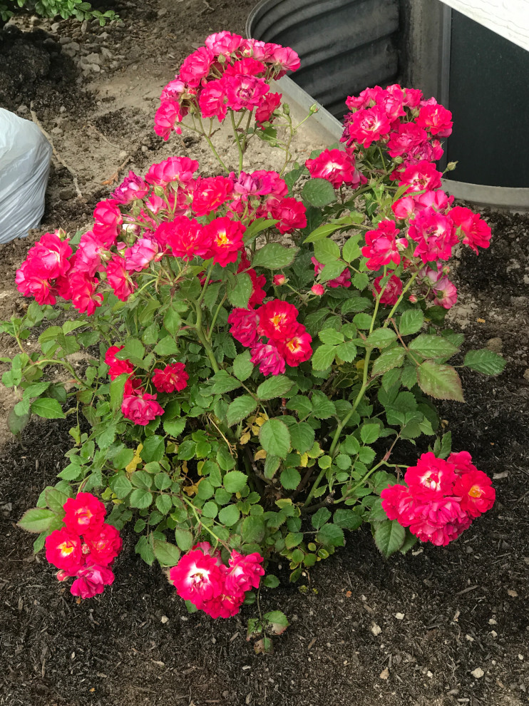 Are my roses drying out?
