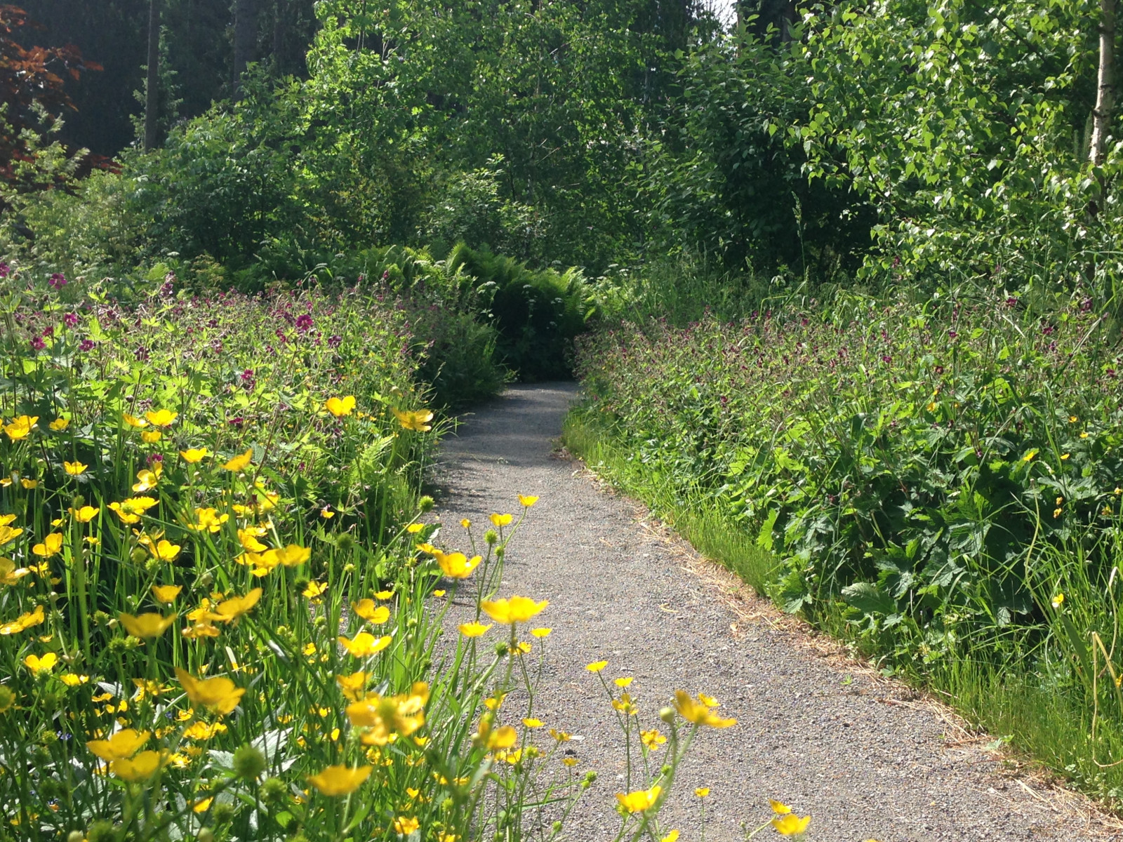 Сад «Лебединое озеро»