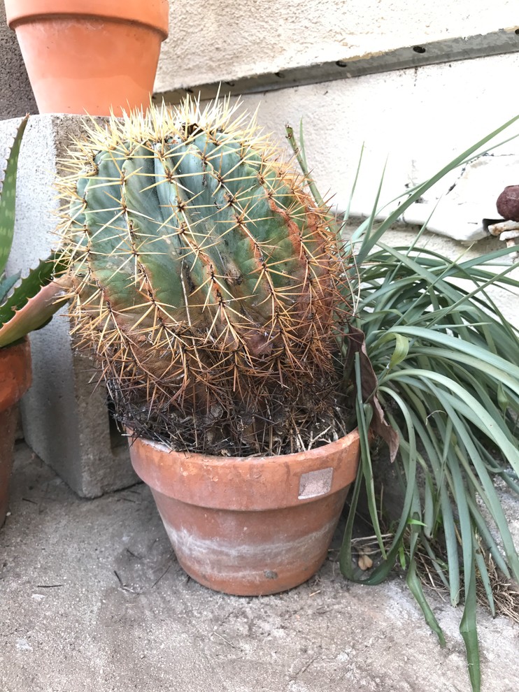 How to save a dying cactus