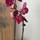 Last commented by mel NYC zone 7b
