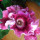 Last commented by shiraplants