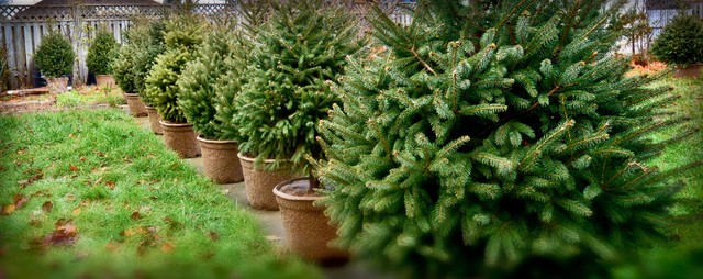 Glædelig bagjul: Skal dit juletræ genbruges eller skrottes?