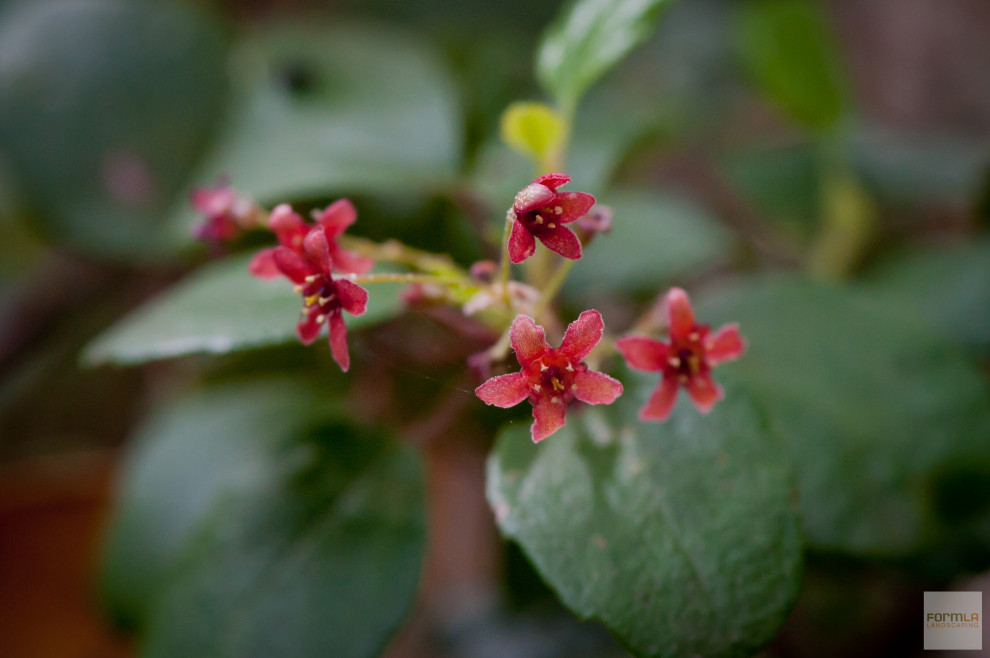This is an example of a mid-sized coastal drought-tolerant and shade flower bed in Los Angeles for winter.