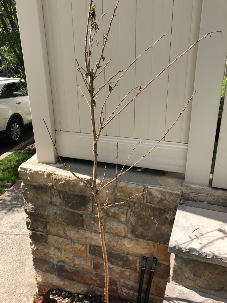 Is my Yoshino Cherry tree dead?