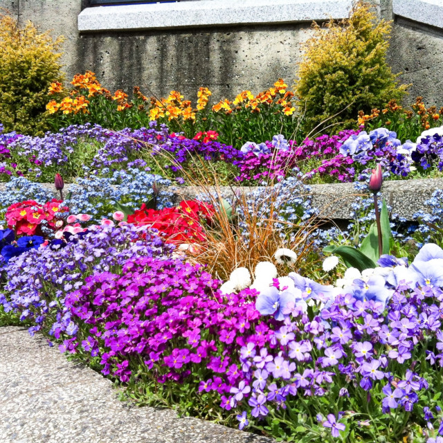 Rock Garden Collection, 55 Bulbs Traditional Bulbs And Seeds by Touch of ECO Houzz