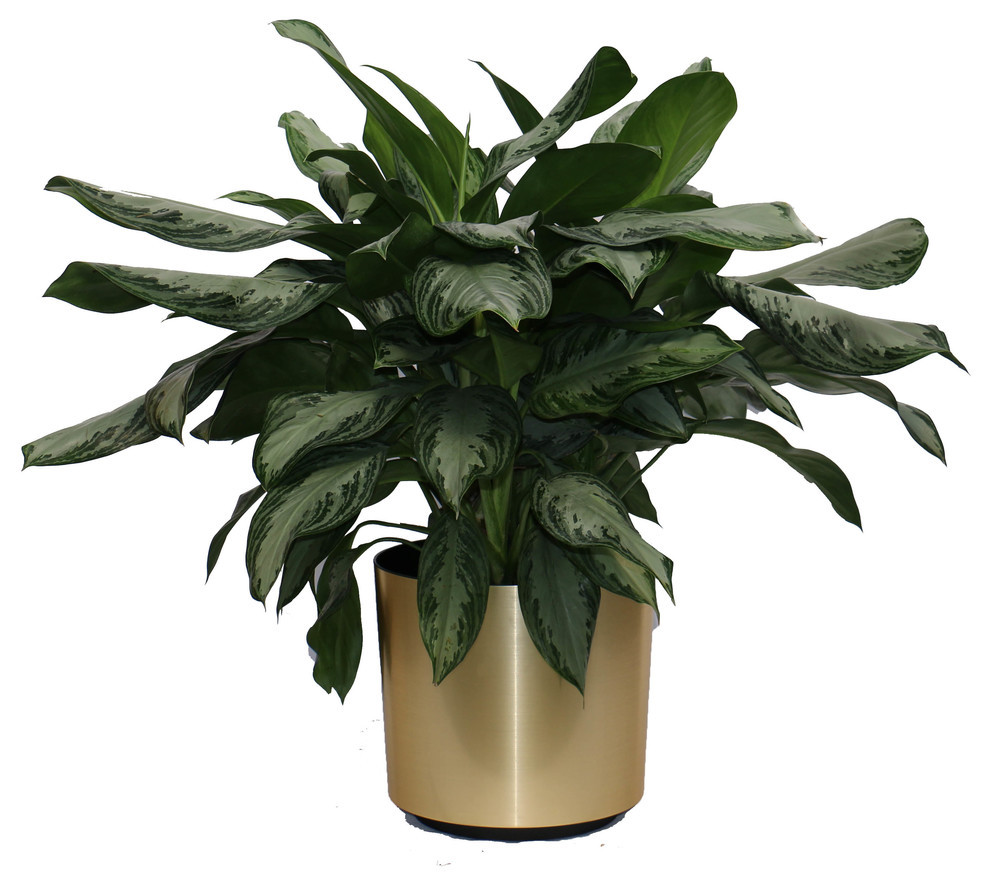 Live 3' Aglaonema 'Silver Bay' Package, Gold