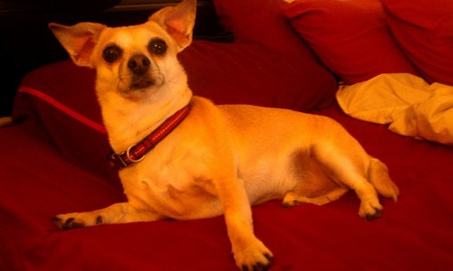 Sudden paralysis of rear legs in Chihuahua