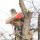 Sundance Tree Experts LLC