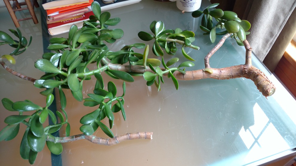 How to Prevent the Falling of Jade Leaves? - FNP