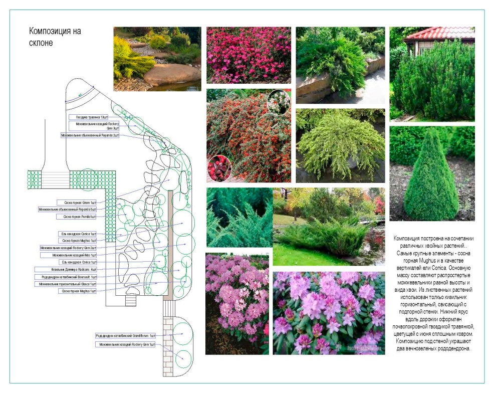 Дендрологический  план. Фрагмент.