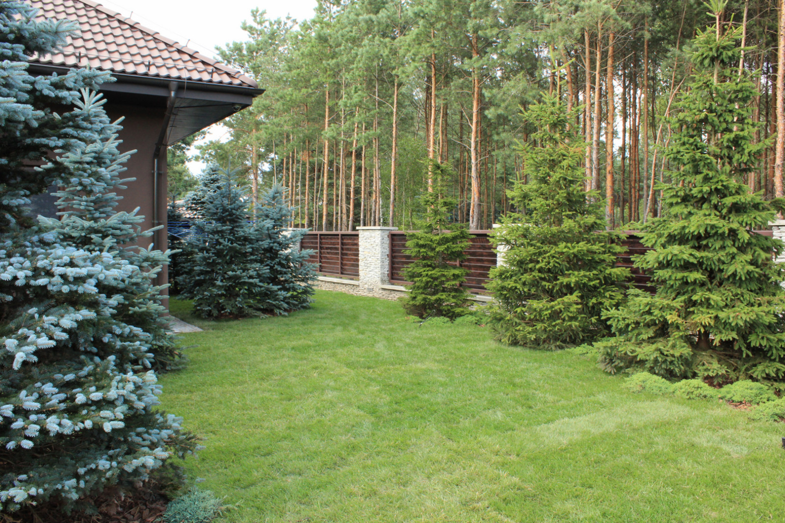 Черноголовка