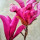 whitney_sheffield