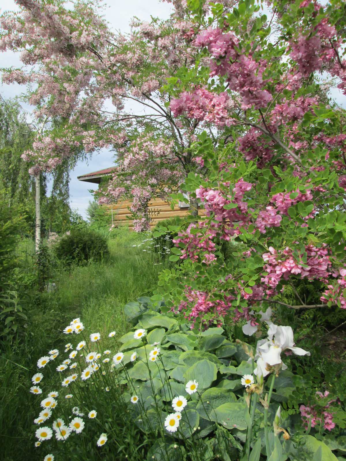 Наш собственный сад