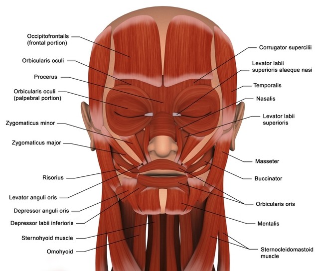 Facial Muscles Of The Human Head. Print