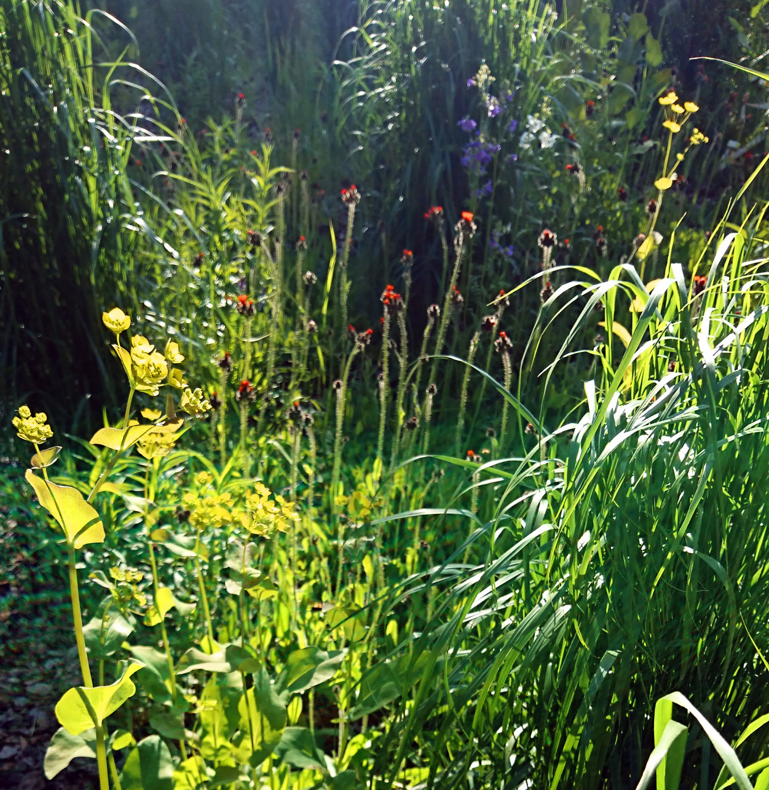 Сад у тёмных бревен