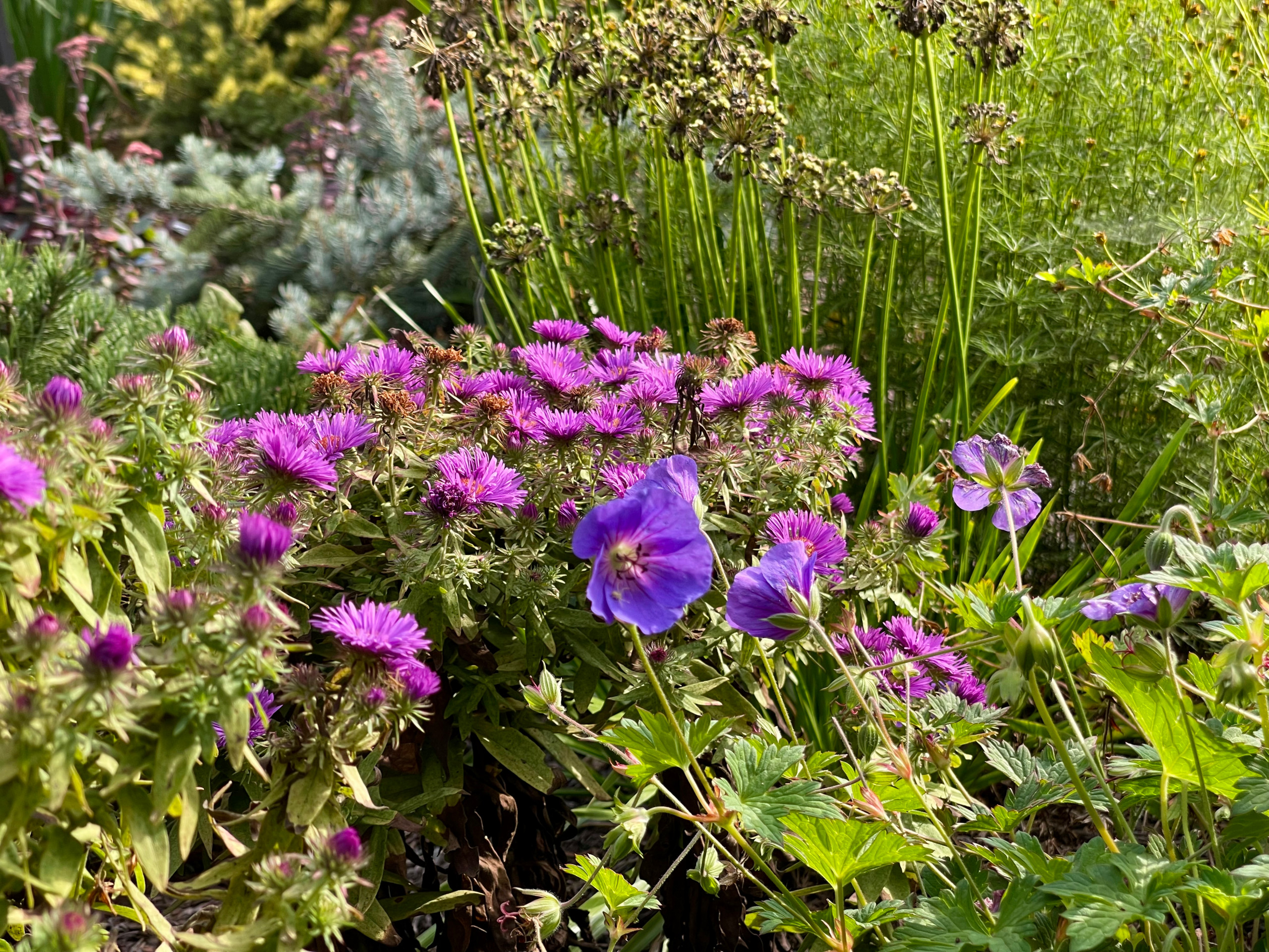 'Rozanne' geranium and 'Purple Dome' asters