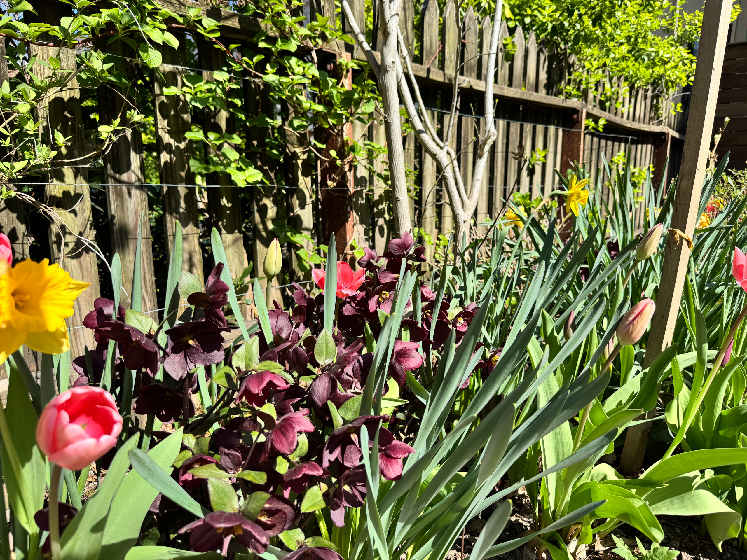 Park Slope curvy garden