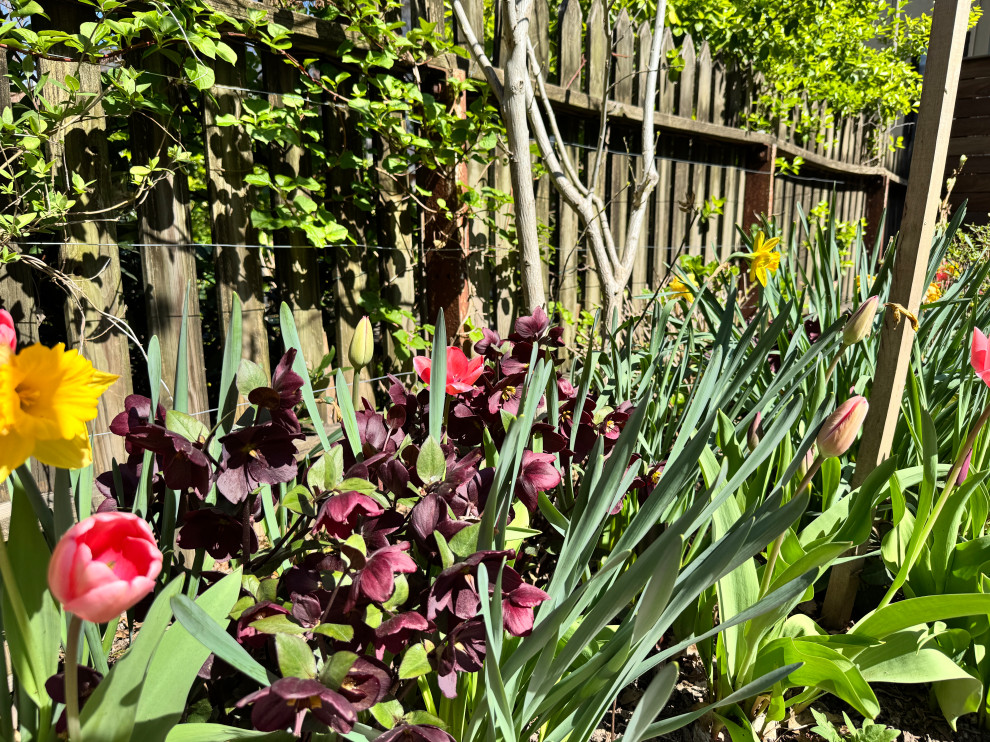Park Slope curvy garden
