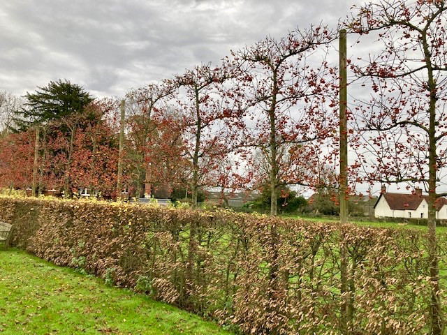 Garden Screening Ideas