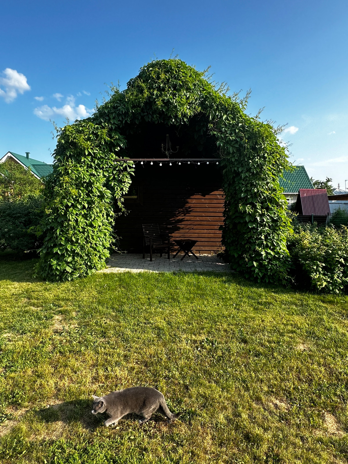 Навес из металла и дикого винограда, летняя банька с дровницей