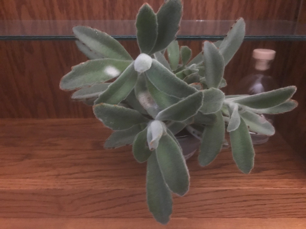 Powdery mildew on kalanchoe tomentosa