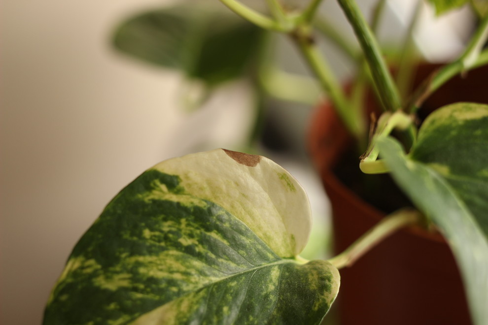 Pathoyos Pothos Pathos