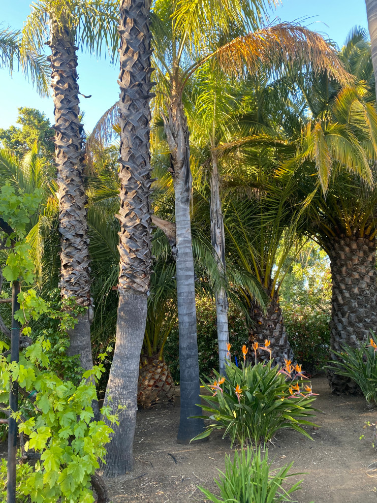 Modelo de jardín de secano mediterráneo grande en verano en patio con paisajismo estilo desértico, exposición total al sol y granito descompuesto