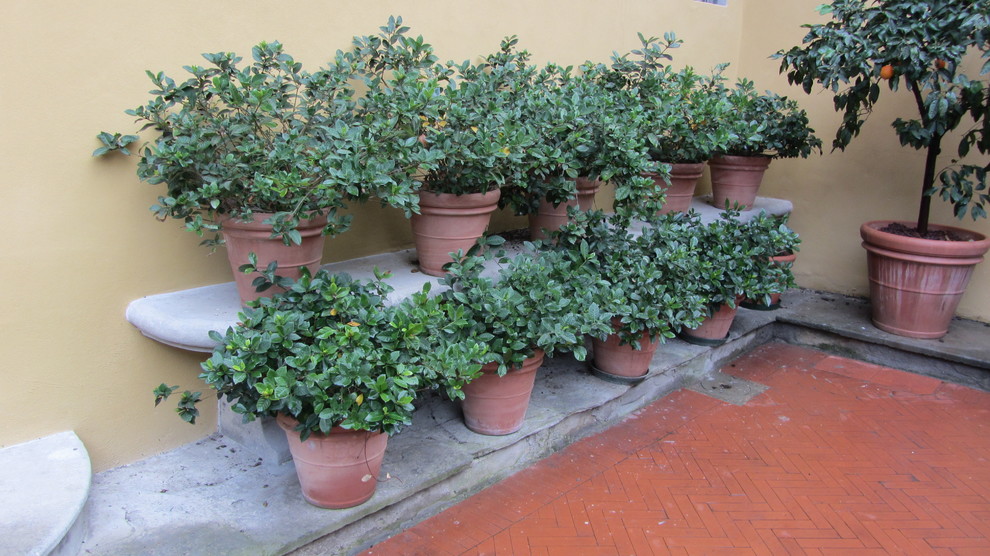 Городское озеленение