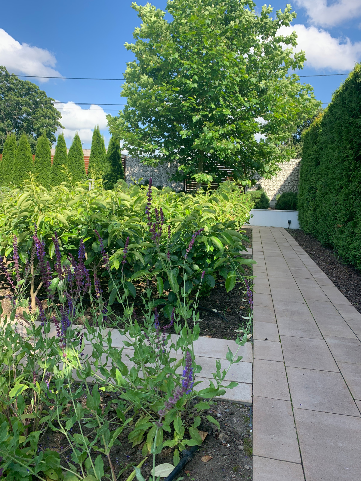 Современный сад для семьи