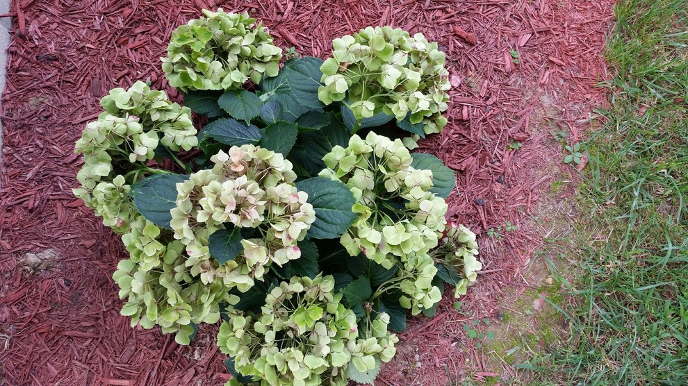 Pink Hydrangea Flowers Losing Color Fast After Bloom & Turning Yellow