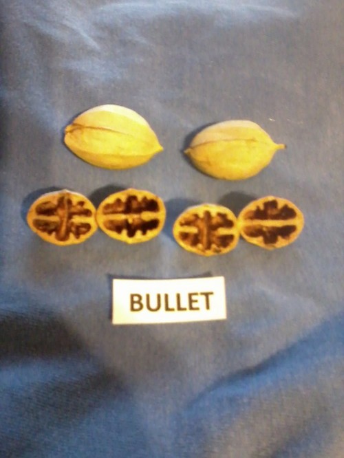 Growing Hickory and Hican for Nut Production