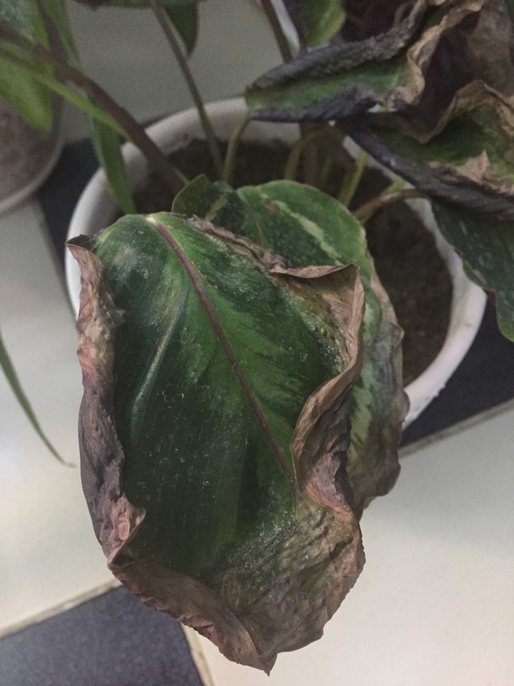 Some help with Calathea plannts! | Houzz Forum