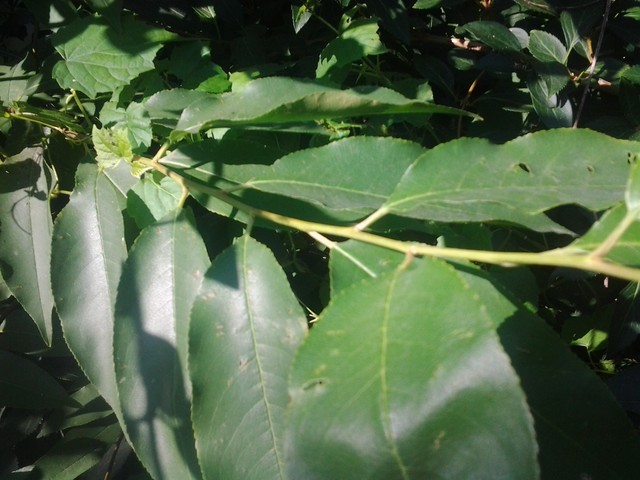 tree id
